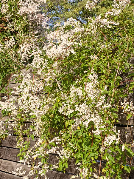 465121 - Russian vine (Fallopia aubertii syn. Polygonum aubertii)