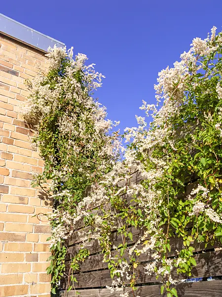 465122 - Russian vine (Fallopia aubertii syn. Polygonum aubertii)