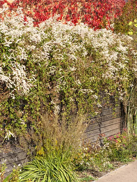 465123 - Russian vine (Fallopia aubertii syn. Polygonum aubertii)