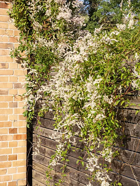 465124 - Russian vine (Fallopia aubertii syn. Polygonum aubertii)
