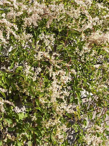 465125 - Russian vine (Fallopia aubertii syn. Polygonum aubertii)
