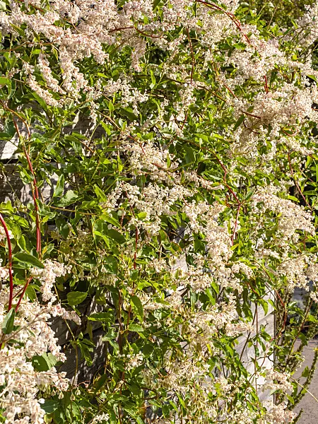 465126 - Russian vine (Fallopia aubertii syn. Polygonum aubertii)