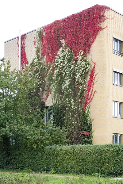 625090 - Russian vine (Fallopia aubertii syn. Polygonum aubertii) and Virginia creeper (Parthenocissus quinquefolia)