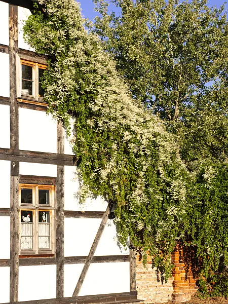 477129 - Russian vine (Fallopia aubertii syn. Polygonum aubertii) on a half-timbered house