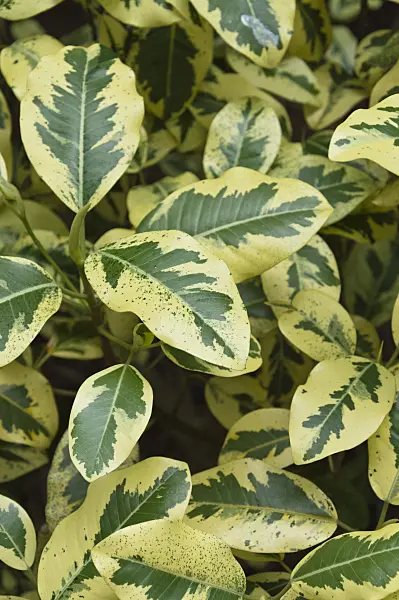 511263 - Rusty fig (Ficus rubiginosa 'Variegata')
