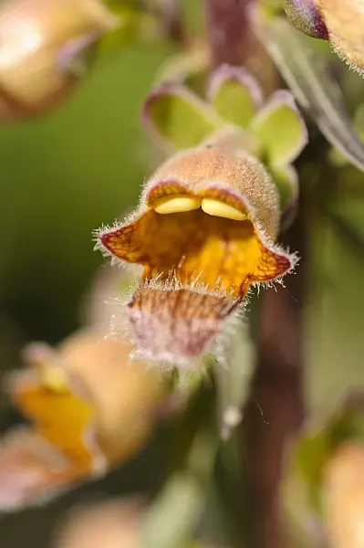 473055 - Rusty foxglove (Digitalis ferruginea)