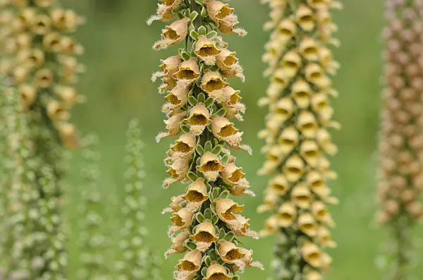 521316 - Rusty foxglove (Digitalis ferruginea)