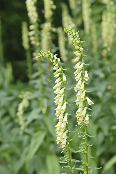 486102 - Rusty foxglove (Digitalis ferruginea 'Gelber Herold')