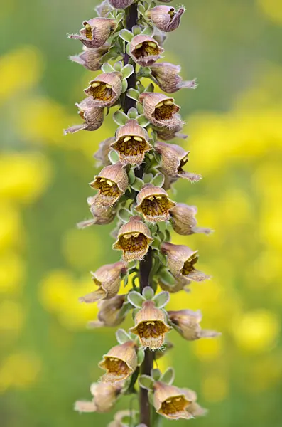 534118 - Rusty foxglove (Digitalis ferruginea subsp. schischkinii)