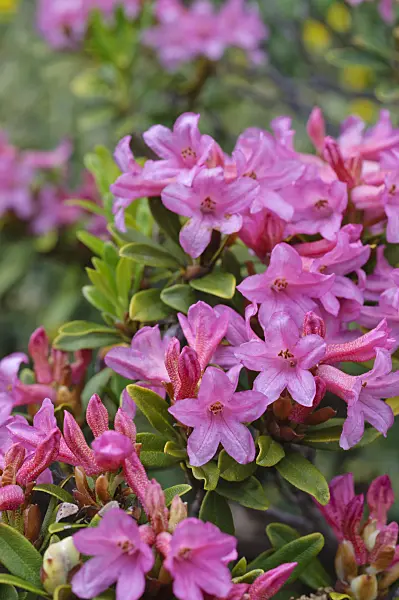 472410 - Rusty leaved alpen rose (Rhododendron ferrugineum)