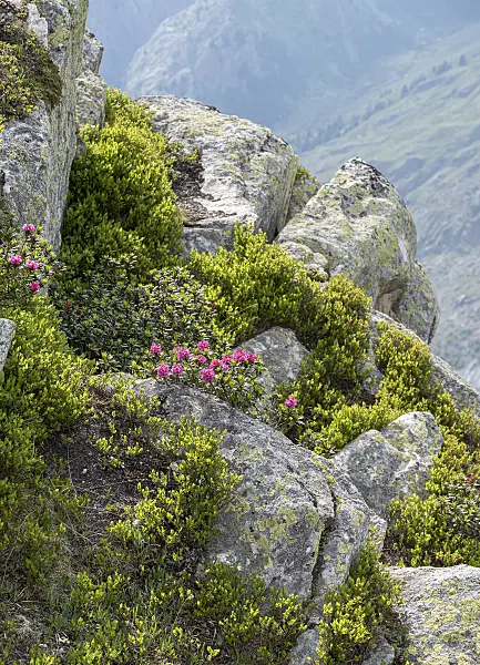 616314 - Rusty leaved alpen rose (Rhododendron ferrugineum)