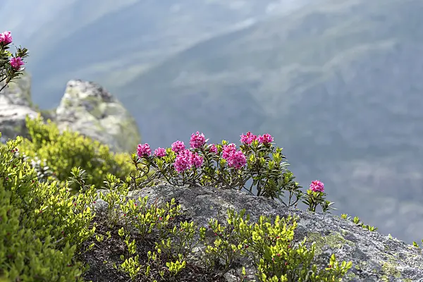 616315 - Rusty leaved alpen rose (Rhododendron ferrugineum)