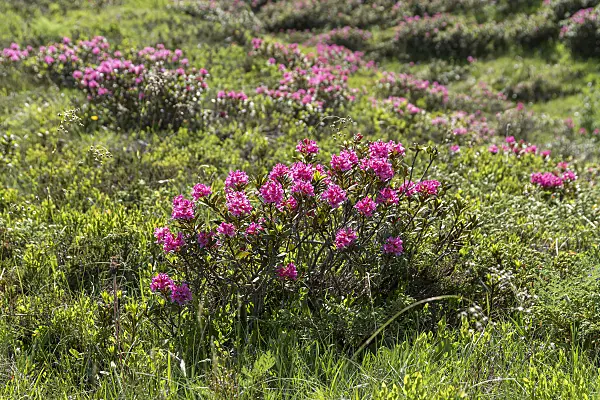 651479 - Rusty leaved alpen rose (Rhododendron ferrugineum)