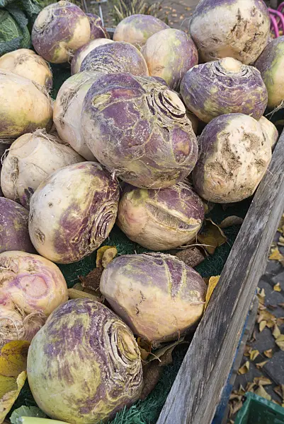 562007 - Rutabaga (Brassica napus subsp. rapifera)