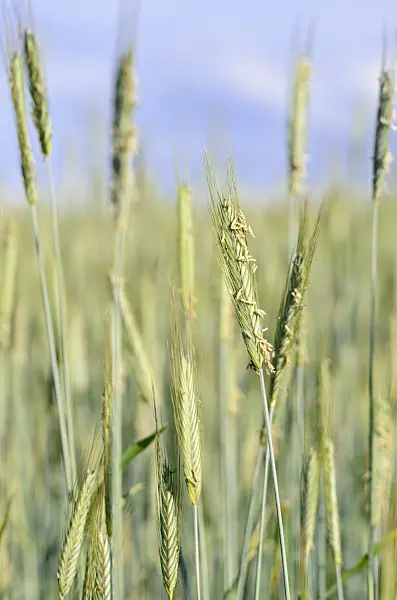 521030 - Rye (Secale cereale)