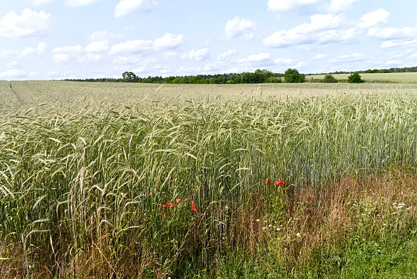 671023 - Rye (Secale cereale)