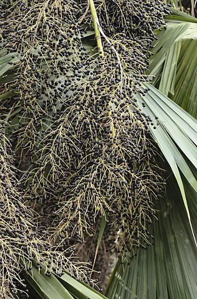 564144 - Sabal palm (Sabal palmetto)