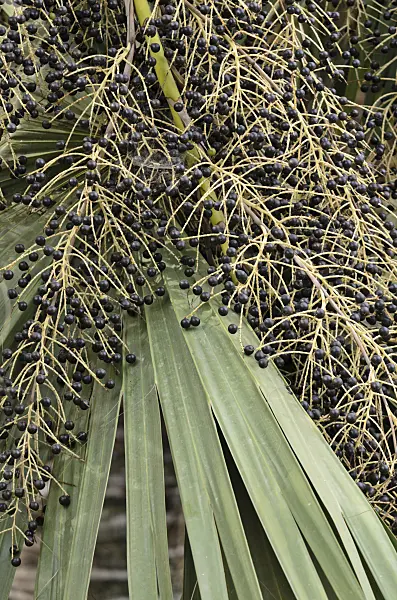 564145 - Sabal palm (Sabal palmetto)