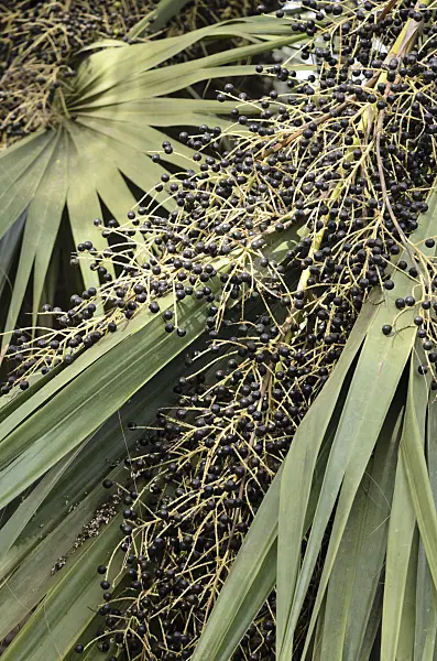 564147 - Sabal palm (Sabal palmetto)