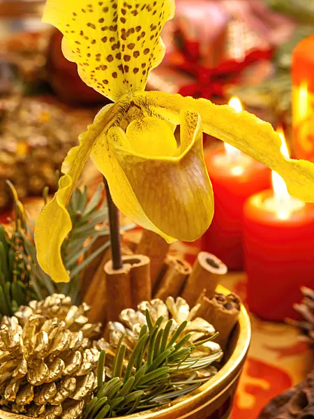 444113 - Sabot de Vénus (Paphiopedilum)
