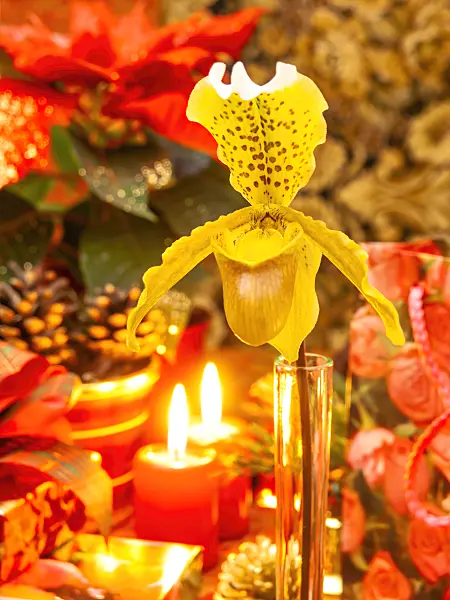 444117 - Sabot de Vénus (Paphiopedilum)