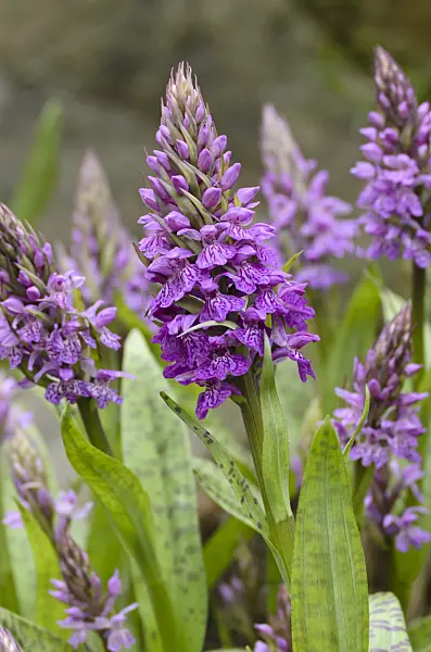 496143 - Sack-carrying orchid (Dactylorhiza saccifera)
