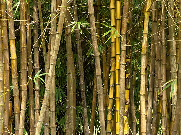 434210 - Sacred Bali bamboo (Schizostachyum brachycladum)