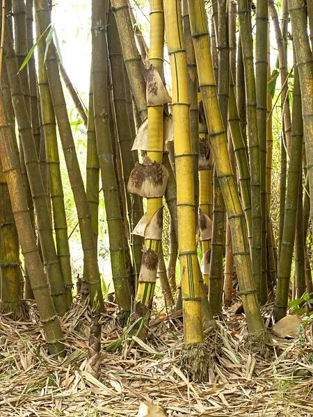 434212 - Sacred Bali bamboo (Schizostachyum brachycladum)