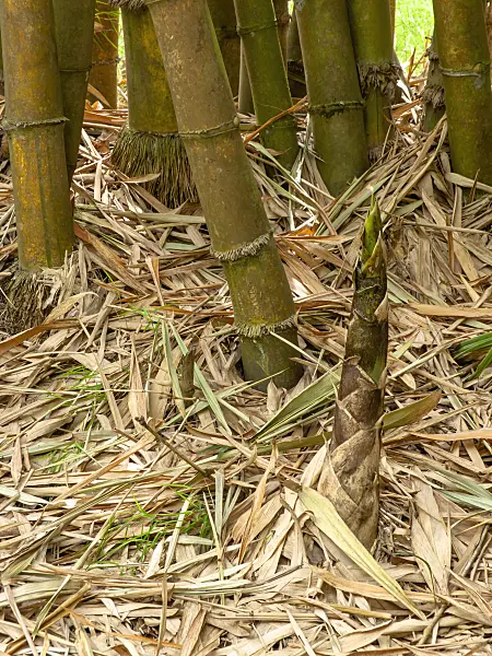434213 - Sacred Bali bamboo (Schizostachyum brachycladum)