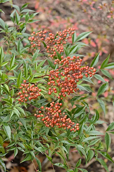 526031 - Sacred bamboo (Nandina domestica)