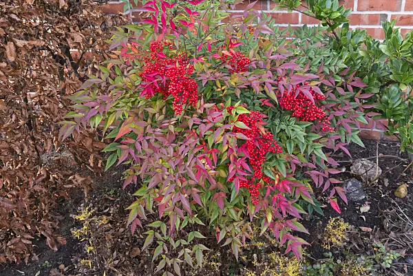 527035 - Sacred bamboo (Nandina domestica)