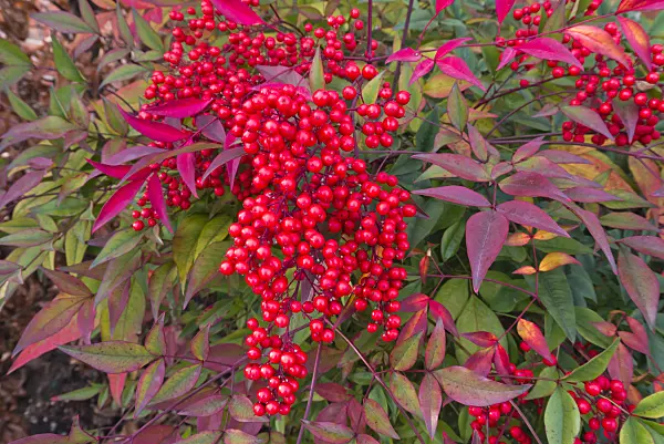 527036 - Sacred bamboo (Nandina domestica)