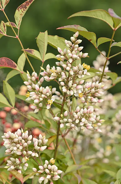534419 - Sacred bamboo (Nandina domestica)