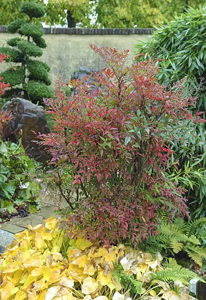 535308 - Sacred bamboo (Nandina domestica)