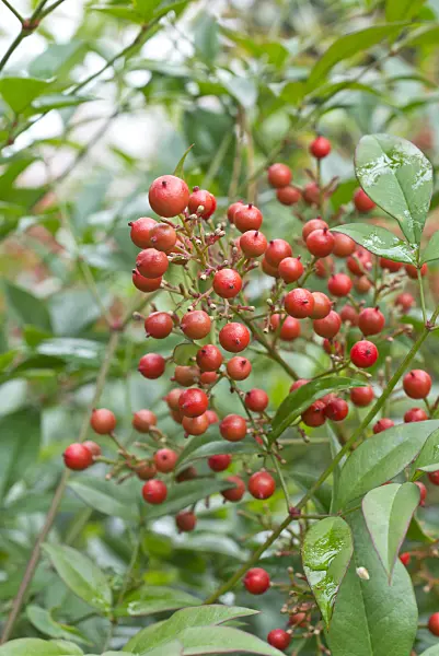 550025 - Sacred bamboo (Nandina domestica)