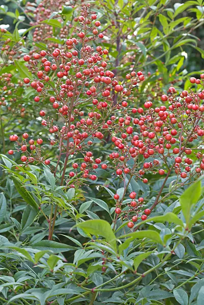 550026 - Sacred bamboo (Nandina domestica)