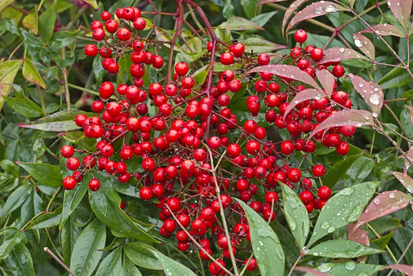 565034 - Sacred bamboo (Nandina domestica)