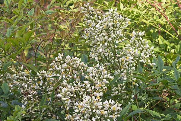 573024 - Sacred bamboo (Nandina domestica)