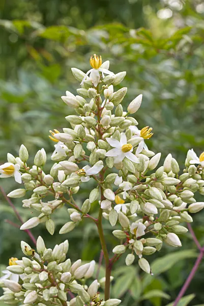 573120 - Sacred bamboo (Nandina domestica)