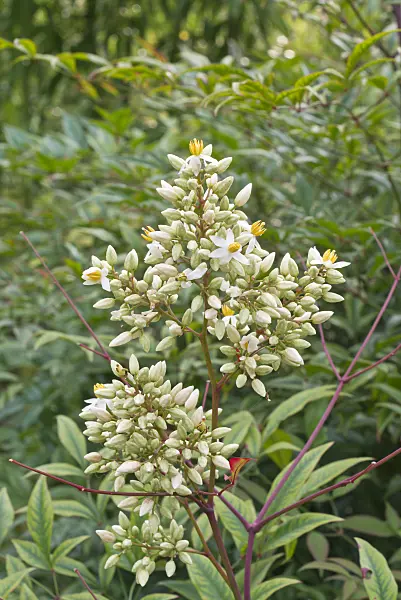 573121 - Sacred bamboo (Nandina domestica)