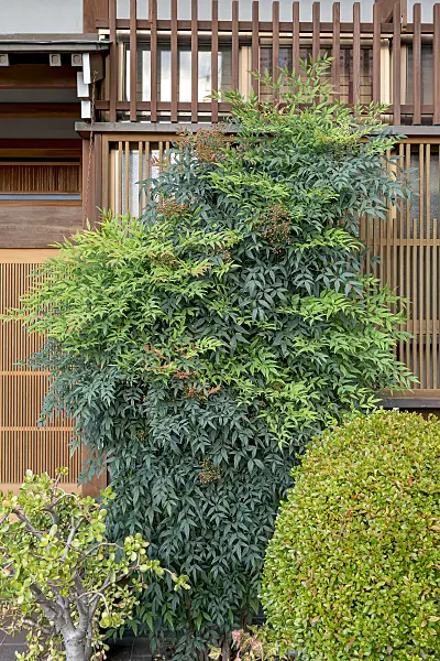 625286 - Sacred bamboo (Nandina domestica)