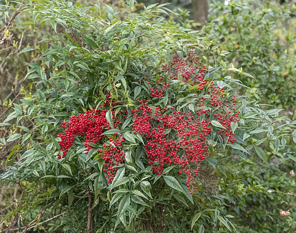 625287 - Sacred bamboo (Nandina domestica)