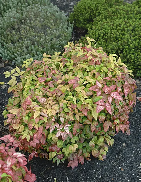 490100 - Sacred bamboo (Nandina domestica 'Fire Power')