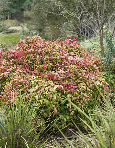 625284 - Sacred bamboo (Nandina domestica 'Fire Power')