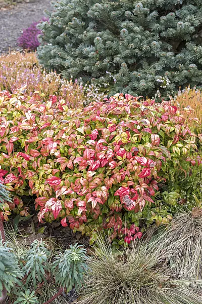 625285 - Sacred bamboo (Nandina domestica 'Fire Power')