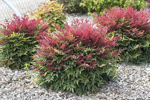 635135 - Sacred bamboo (Nandina domestica 'Obsessed')