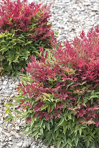 651403 - Sacred bamboo (Nandina domestica 'Obsessed')