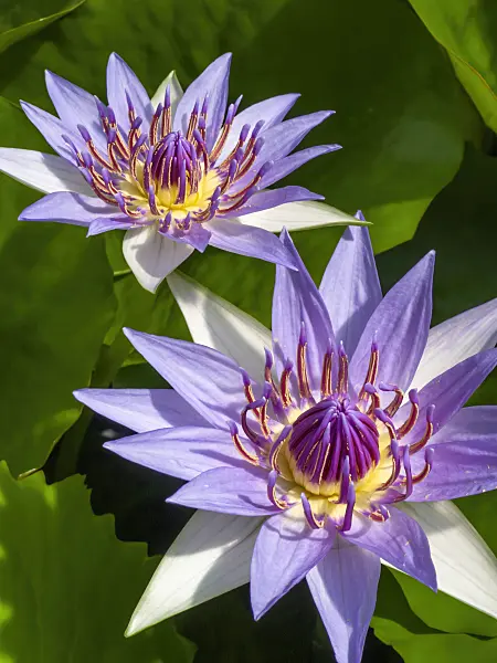 414158 - Sacred blue lotus (Nymphaea colorata)