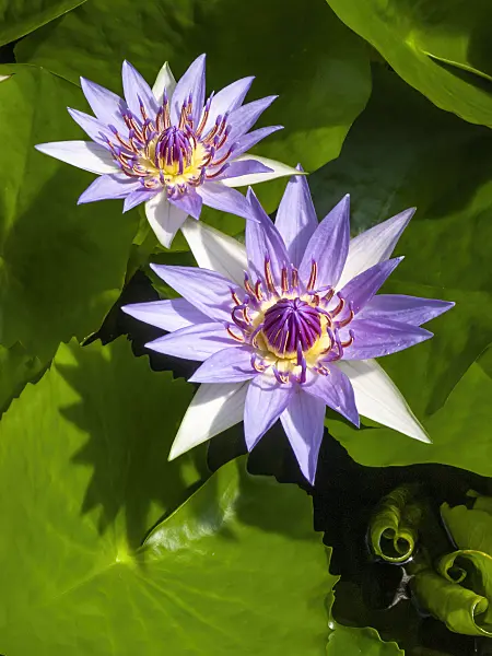 414159 - Sacred blue lotus (Nymphaea colorata)