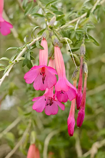 531136 - Sacred-flower-of-the-Incas (Cantua buxifolia)